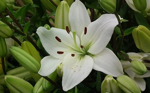Bunga Lily